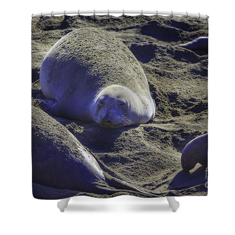 California Shower Curtain featuring the photograph Sea Lions Sleeping by Craig J Satterlee