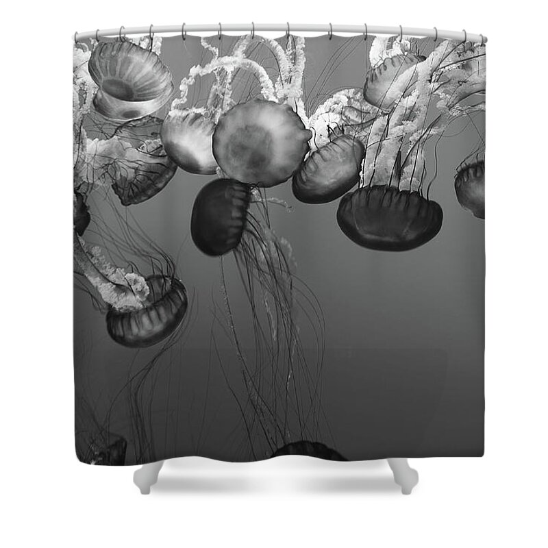 The Dance Of The Beautiful Sea Nettle Jellyfish In Black And White Shower Curtain featuring the photograph Sea Nettle Jellyfish Ballet by Marilyn MacCrakin
