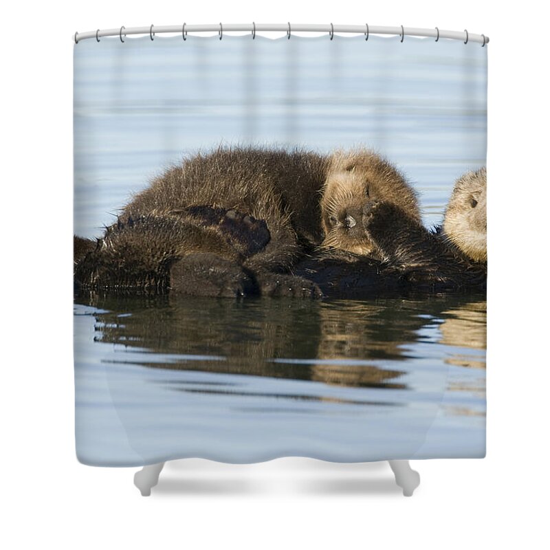 00429658 Shower Curtain featuring the photograph Sea Otter Mother And Pup Elkhorn Slough by Sebastian Kennerknecht