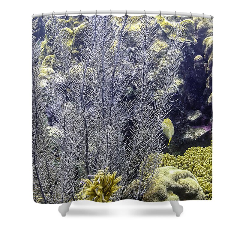 Sea Plumes Coral Shower Curtain featuring the photograph Sea Plumes Coral 2 by Perla Copernik
