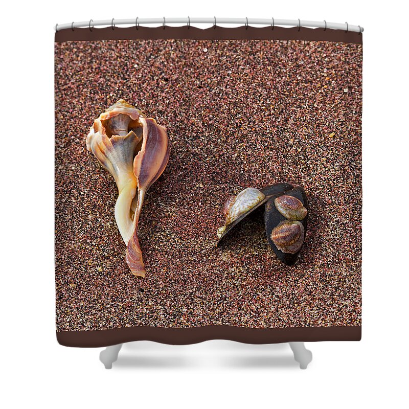 Sea Shells Shower Curtain featuring the photograph Sea shells by David Freuthal