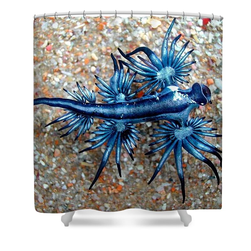 Sea Slug Shower Curtain featuring the photograph Sea Slug by Mariel Mcmeeking