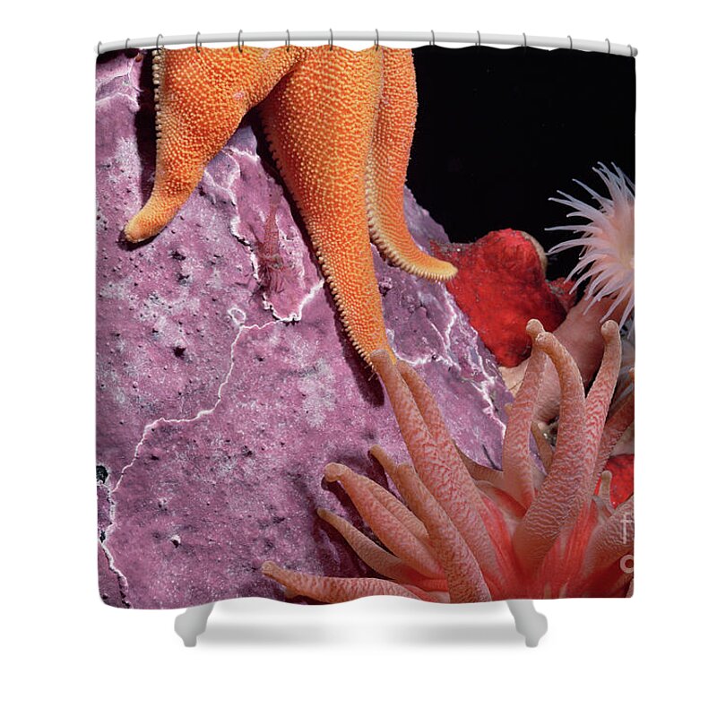 Mp Shower Curtain featuring the photograph Sea Star and Anemones Baffin Isl by Flip Nicklin
