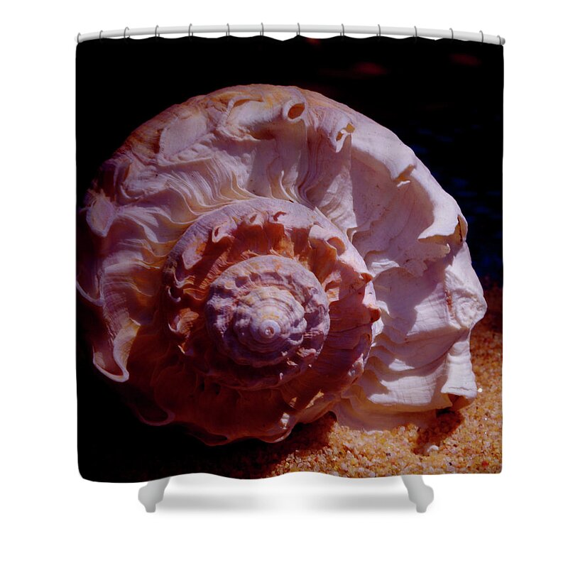 Shell Shower Curtain featuring the photograph Sea Treasure by Bess Carter