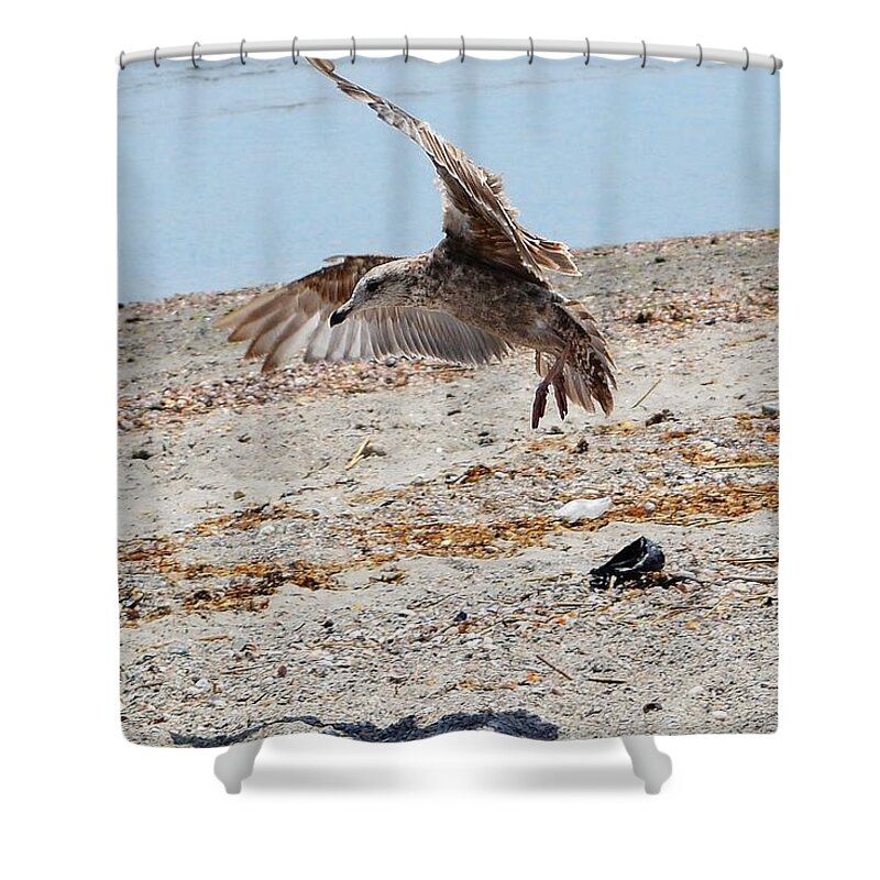 Beach Shower Curtain featuring the photograph Seagull and Shadow by Dani McEvoy