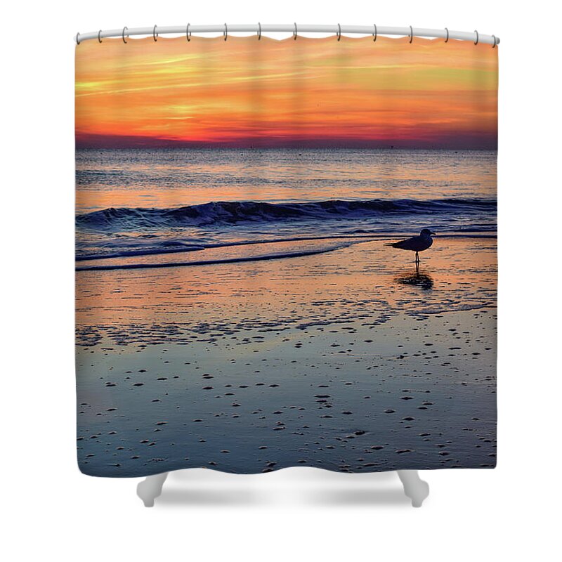 Beach Shower Curtain featuring the photograph Seagull at Sunrise by Nicole Lloyd