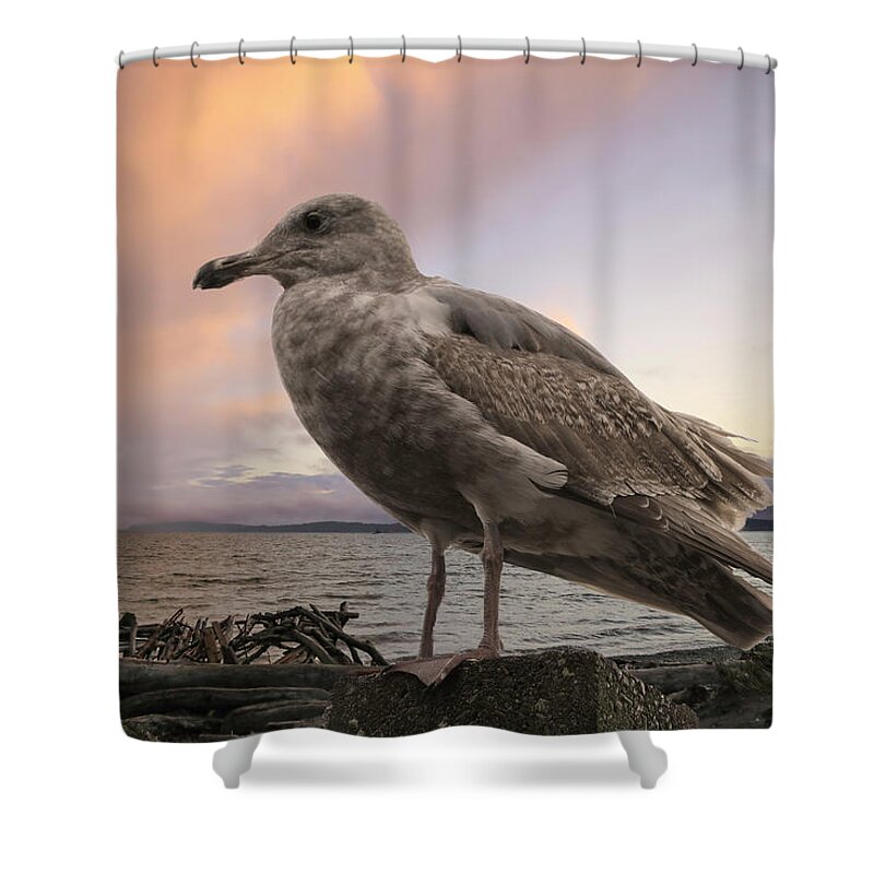 Seagull Shower Curtain featuring the photograph Seagull At Sunset by Lorraine Baum