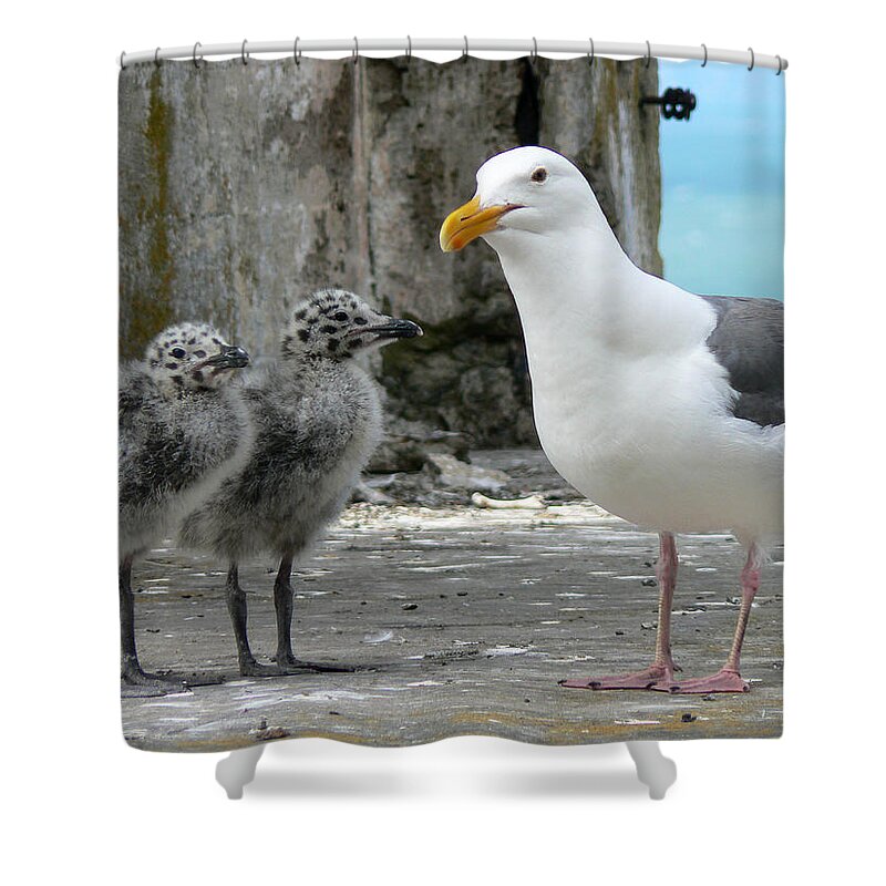 Seagull Shower Curtain featuring the photograph Seagull Family by Laurel Powell