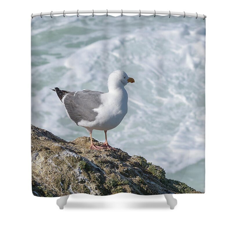 Bodega Bay Shower Curtain featuring the photograph Seagull by Jim Thompson