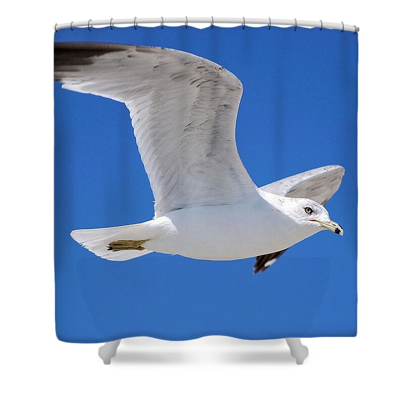 Photography Shower Curtain featuring the photograph Seagull by Ludwig Keck