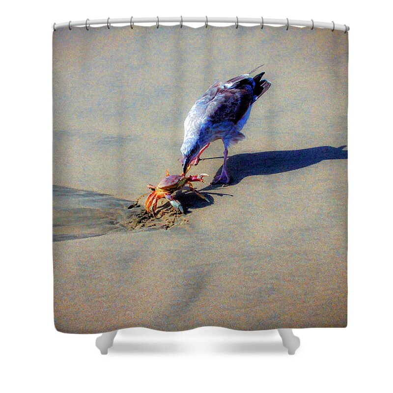 Bonnie Follett Shower Curtain featuring the photograph Seagull Lunch by Bonnie Follett