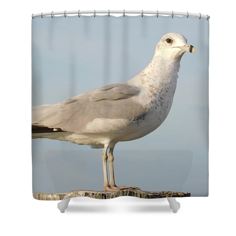 Seagull Shower Curtain featuring the photograph Seagull by Vicki Lewis