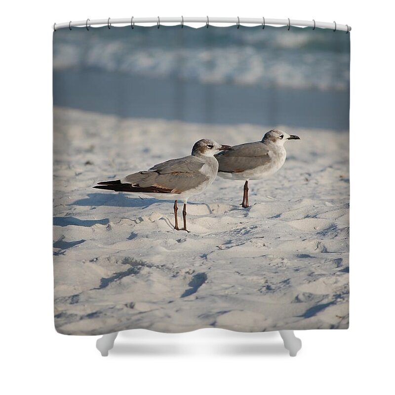 Seagulls Shower Curtain featuring the photograph Seagulls by Robert Meanor