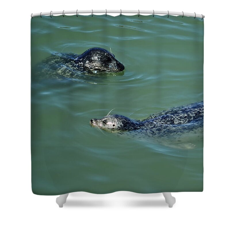 Seals Shower Curtain featuring the photograph Sealion Friends by Anthony Murphy