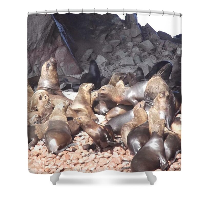 Explore Shower Curtain featuring the photograph Ballestas Islands' Sealions by Charlotte Cooper