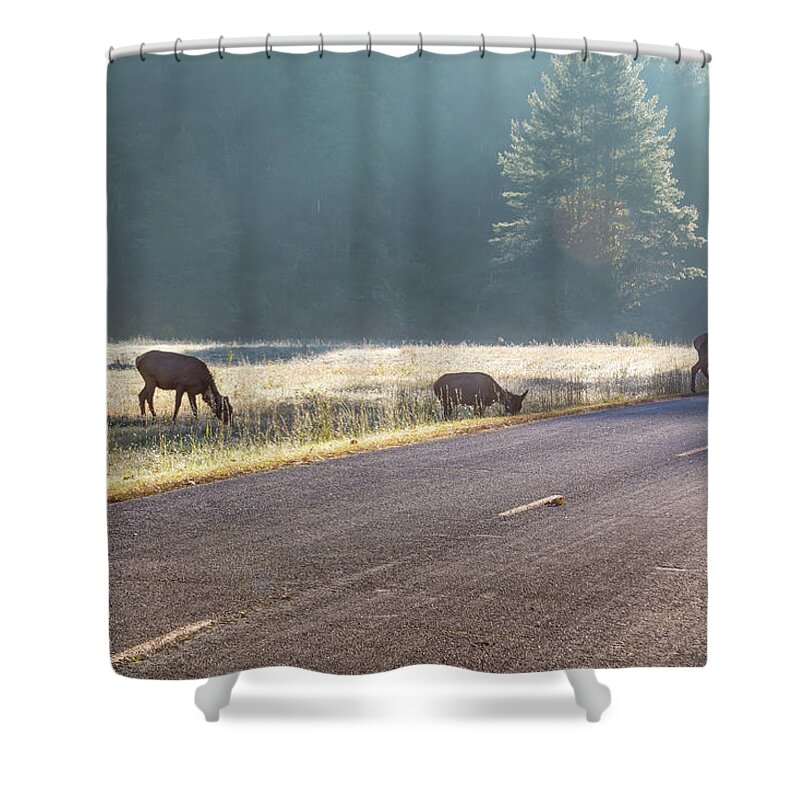 Elk Shower Curtain featuring the photograph Searching For Greener Grass by D K Wall