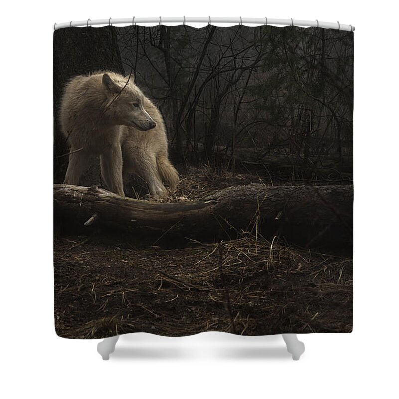 Wolf Shower Curtain featuring the photograph Searching in the night by Jeff Shumaker