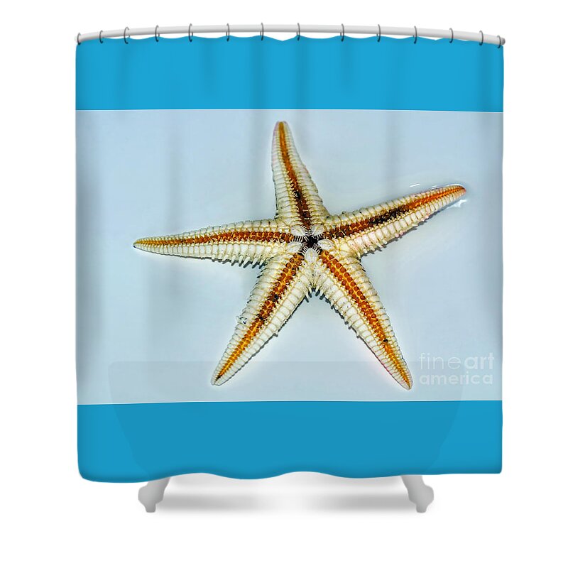 Photography Shower Curtain featuring the photograph Seashell Wall Art 3 - Starfish by Kaye Menner