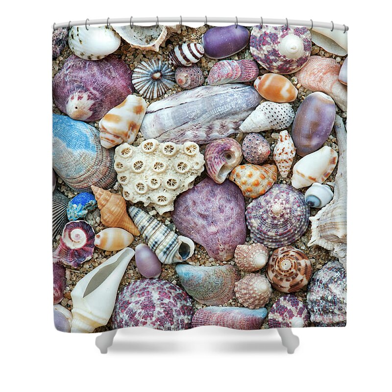 Seashells Shower Curtain featuring the photograph Seashells by Tim Gainey