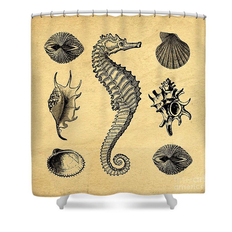 Sea Shower Curtain featuring the digital art Seashells Vintage by Edward Fielding