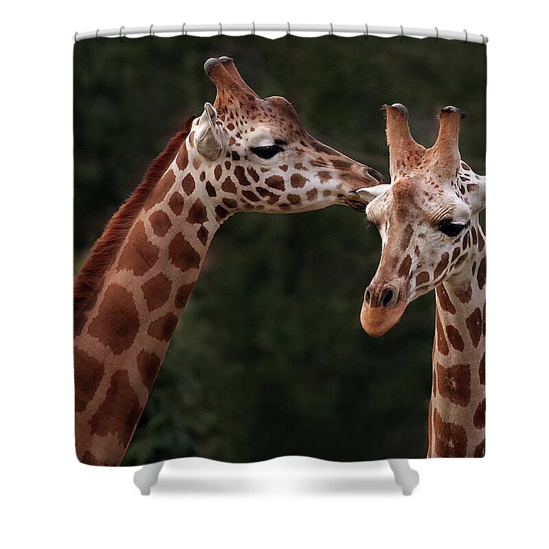 Giraffe Shower Curtain featuring the photograph Secrets by Art Cole