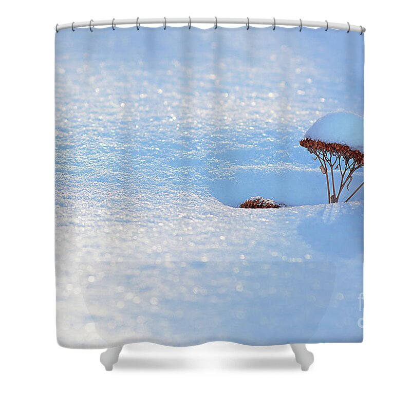 Sedum Shower Curtain featuring the photograph Sedum Sprout in Winter-1 by Steve Somerville