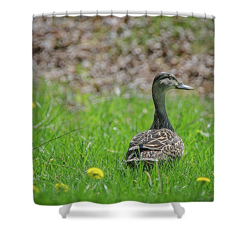 See And Be Seen Shower Curtain featuring the photograph See And Be Seen by Susan McMenamin