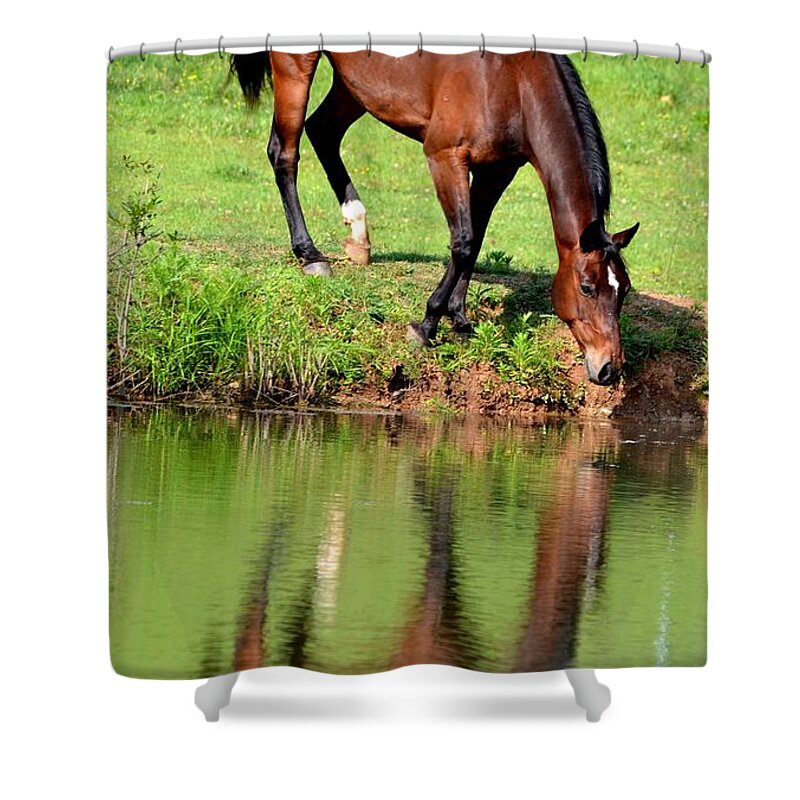 Horse Shower Curtain featuring the photograph Seeing My Own Reflection by Maria Urso