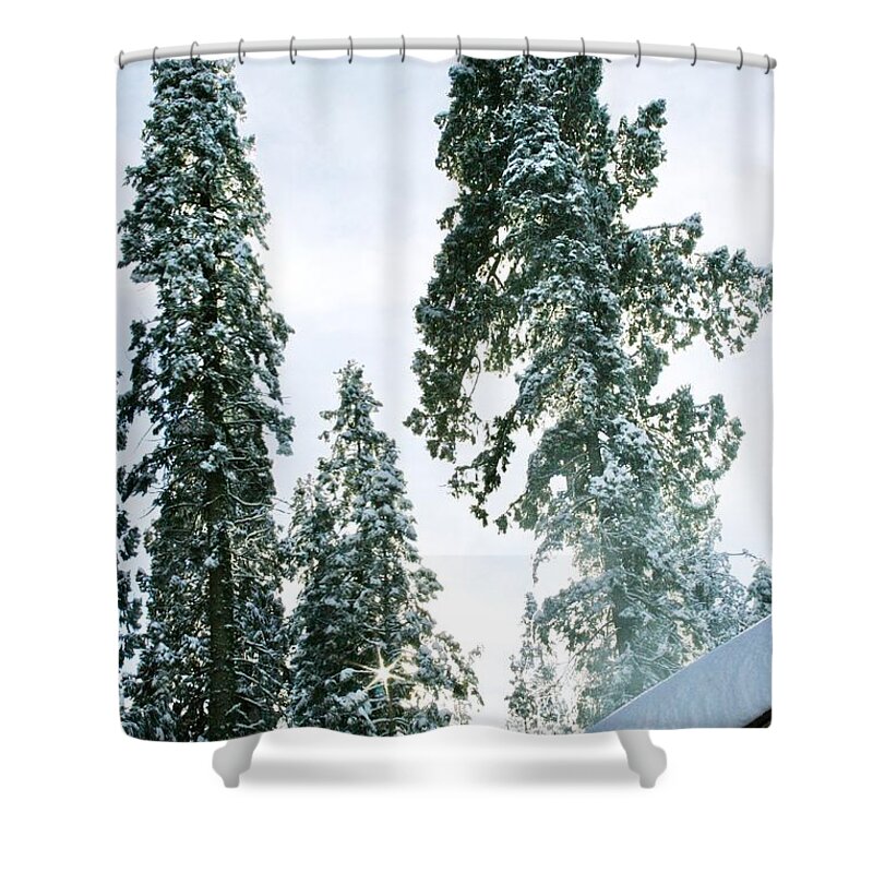 Winter Shower Curtain featuring the photograph Sequoia Park by Masha Batkova