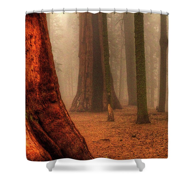 California Shower Curtain featuring the photograph Sequoias touching the Clouds by Roger Passman