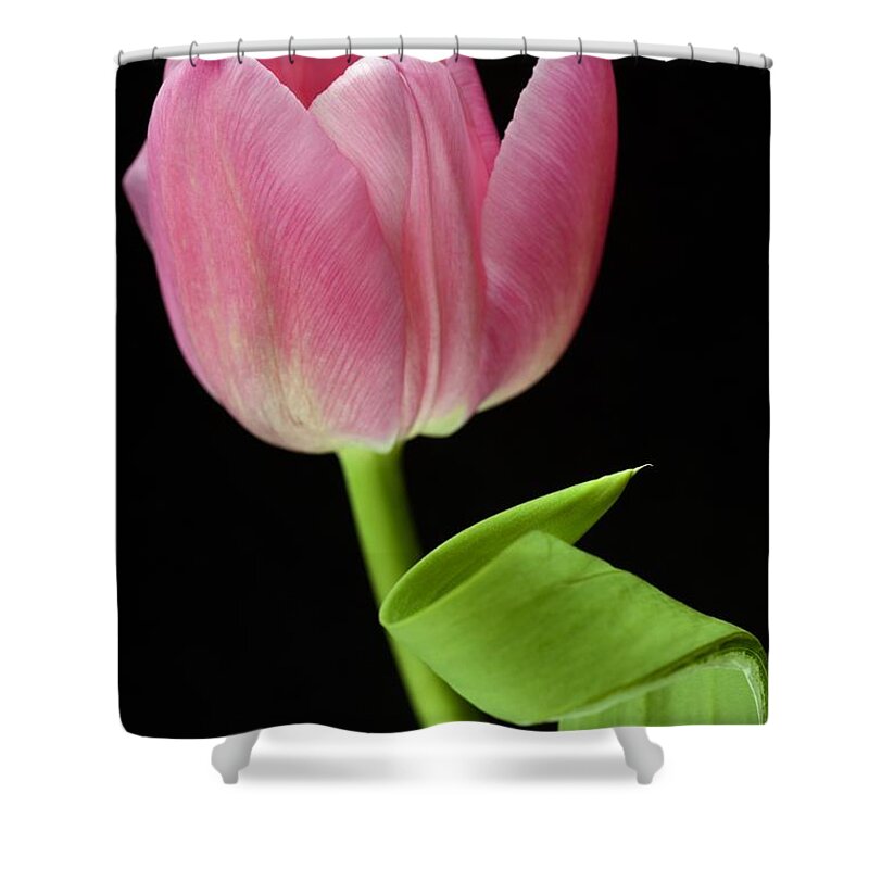 Wendy Shower Curtain featuring the photograph Seriously Pink 2 by Wendy Wilton