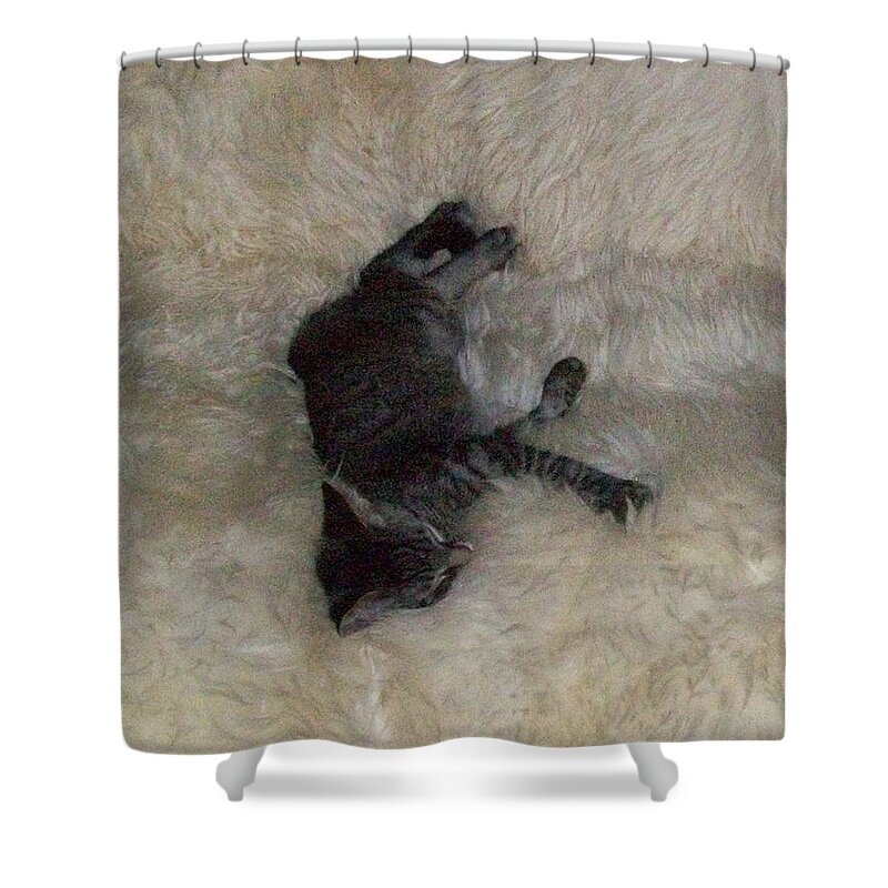 Kitten Shower Curtain featuring the photograph Seventh Heaven by Donna L Munro