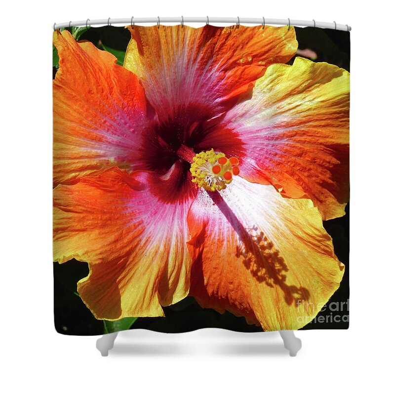 Hibiscus Shower Curtain featuring the photograph Sex on the Beach Hibiscus by Jean Wright