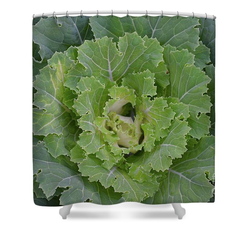 Barrieloustark Shower Curtain featuring the photograph Shades of Cabbage Green by Barrie Stark