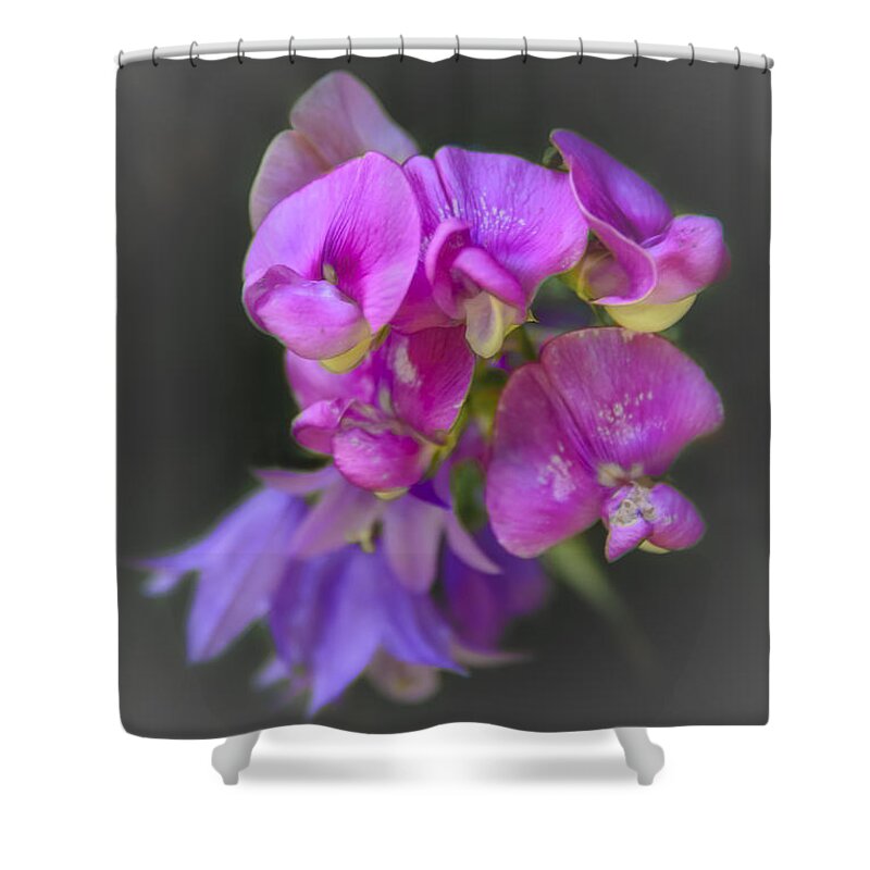 Flowers Shower Curtain featuring the photograph Shades of Purple by Robert Mitchell