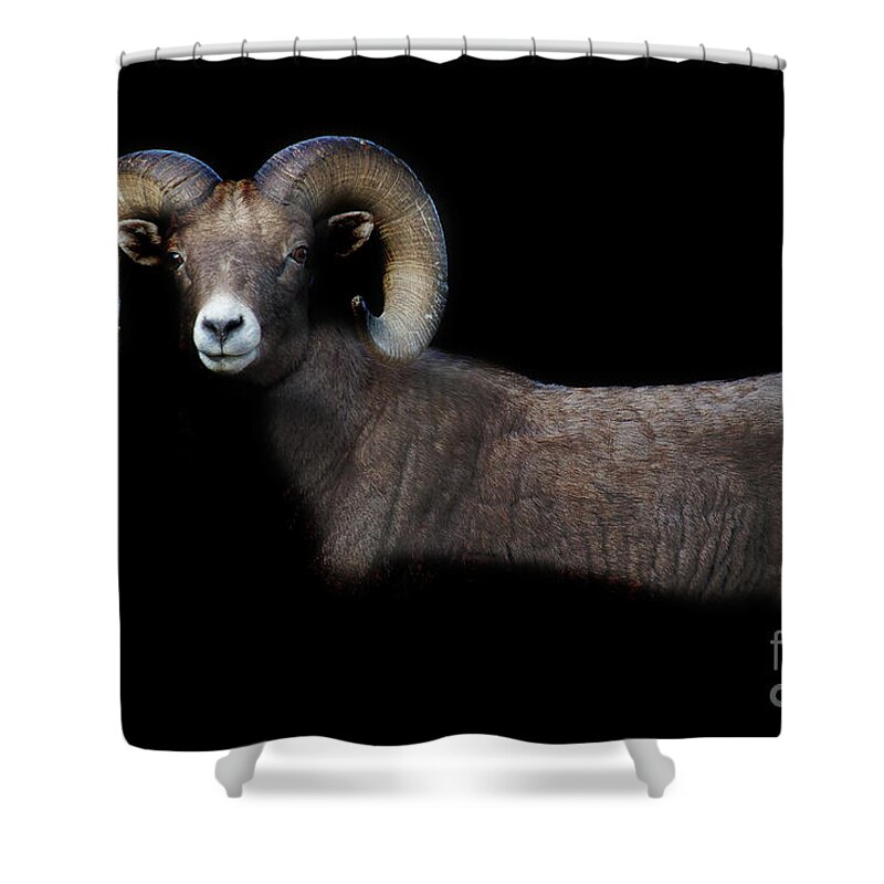 Bighorn Sheep Shower Curtain featuring the photograph Shadow Dweller by Jim Garrison
