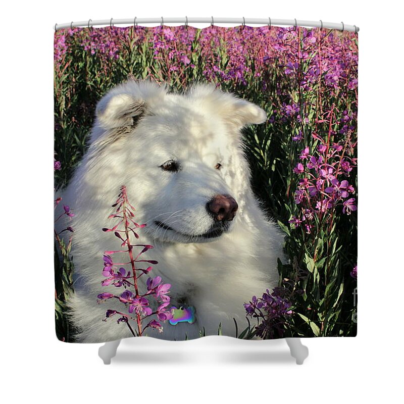Samoyed Shower Curtain featuring the photograph Shadows by Fiona Kennard