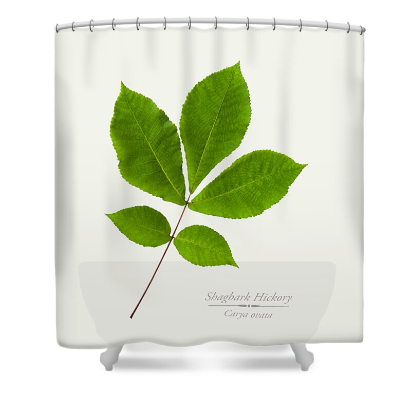 Leaves Shower Curtain featuring the photograph Shagbark Hickory Leaves by Christina Rollo