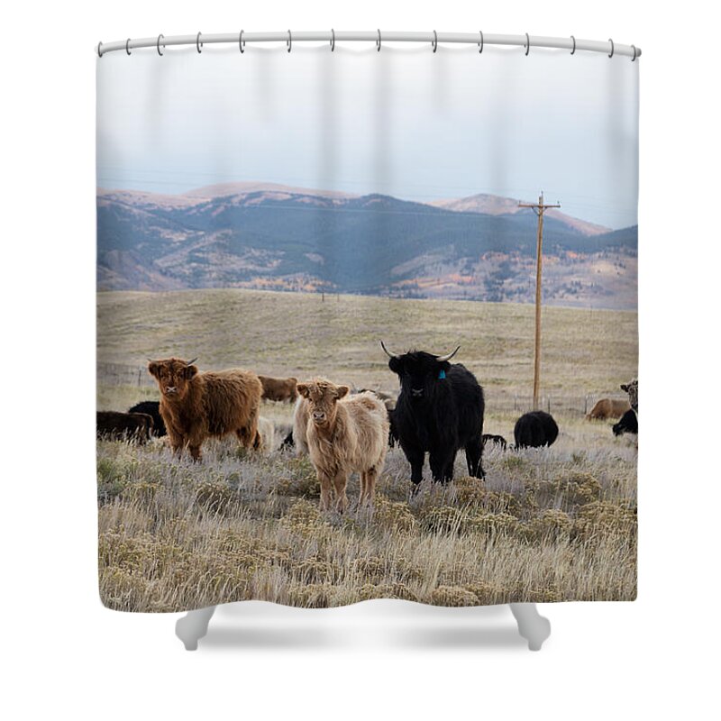 Carol M. Highsmith Shower Curtain featuring the photograph Shaggy-coated cattle near Jefferson by Carol M Highsmith