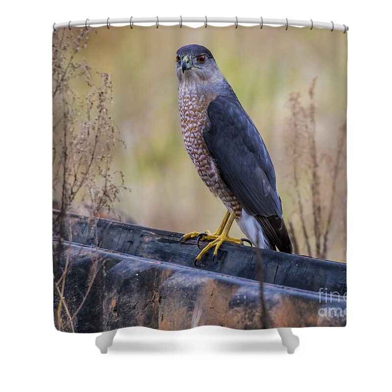 Coopers Hawk Shower Curtain featuring the photograph Shakerag Coopers Hawk by Barbara Bowen