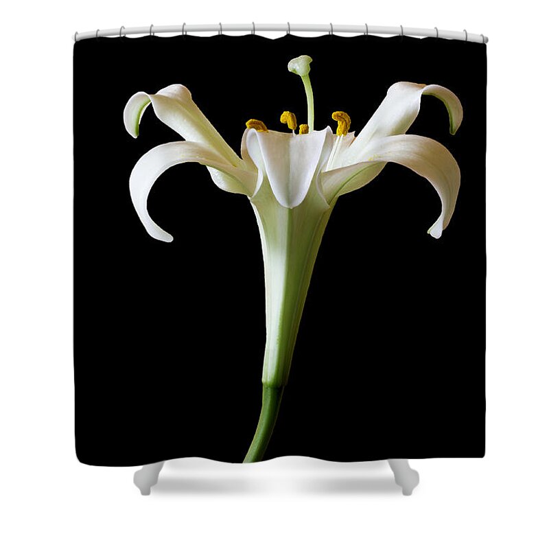 Lilium Longiflorum Shower Curtain featuring the mixed media Shape For Me by Marina Kojukhova