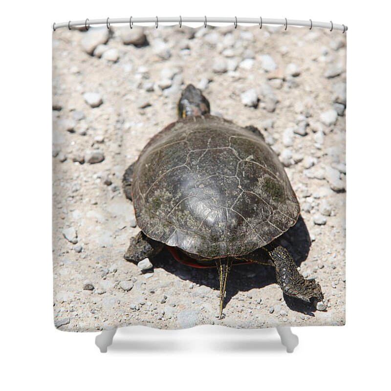 Turtle Shower Curtain featuring the photograph Share The Road by Kathryn Cornett