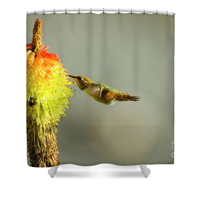 Hummingbird Shower Curtain featuring the photograph Sharing the Nectar by Michael Dawson