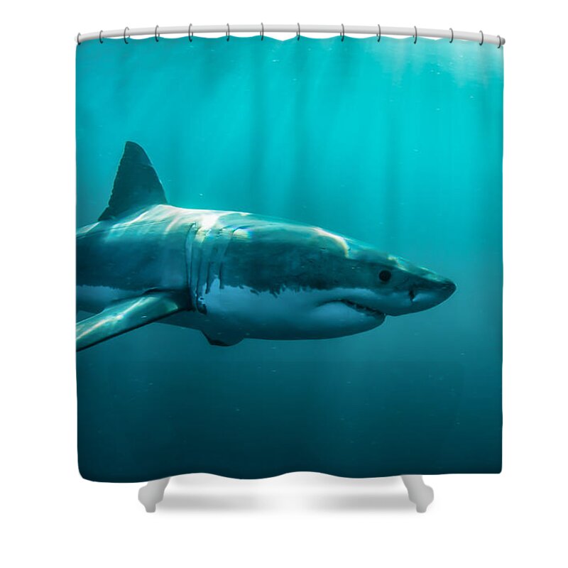 Shark Shower Curtain featuring the digital art Shark by Maye Loeser