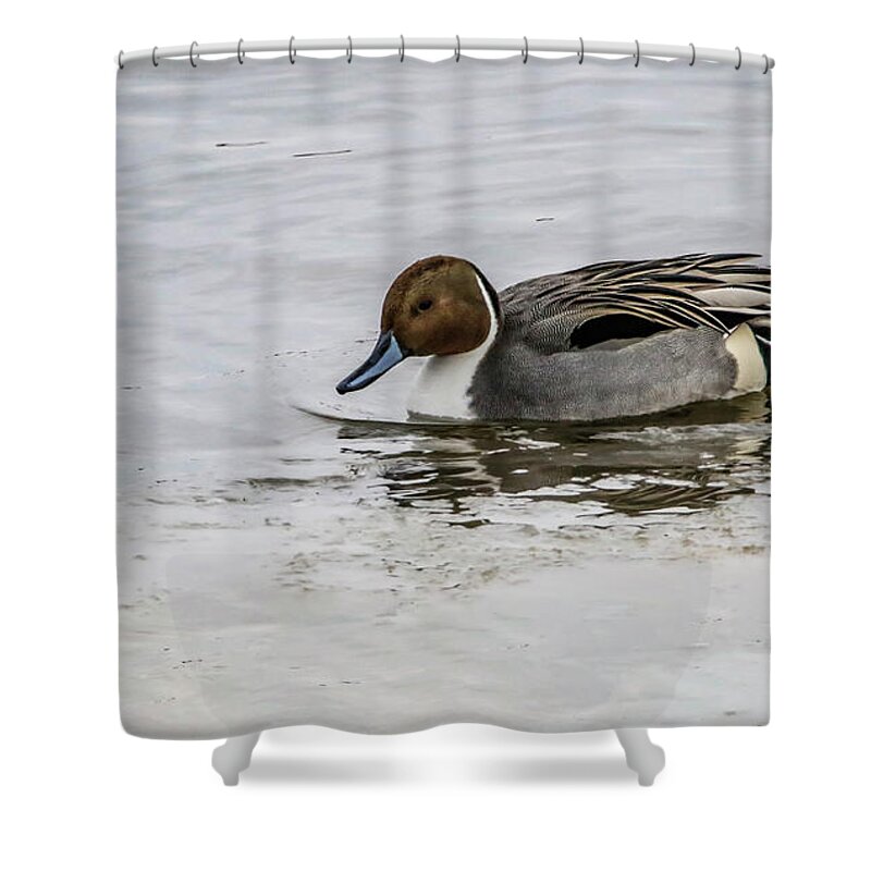 Mallard Shower Curtain featuring the photograph Sharp Dressed by Ray Congrove