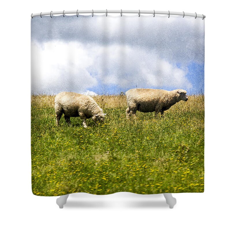 Sheep Shower Curtain featuring the photograph Sheep in New Zealand by Kathryn McBride