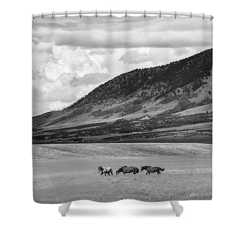 Black And White Shower Curtain featuring the photograph Sheep Mountain Gang by Jolynn Reed