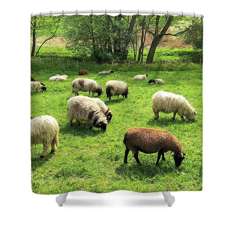 Sheep Shower Curtain featuring the photograph Sheep on meadow by Matthias Hauser