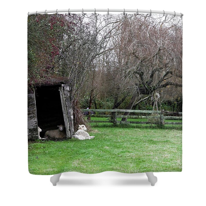 Sheep Family Shower Curtain featuring the photograph Sheep Shed by Lorraine Devon Wilke
