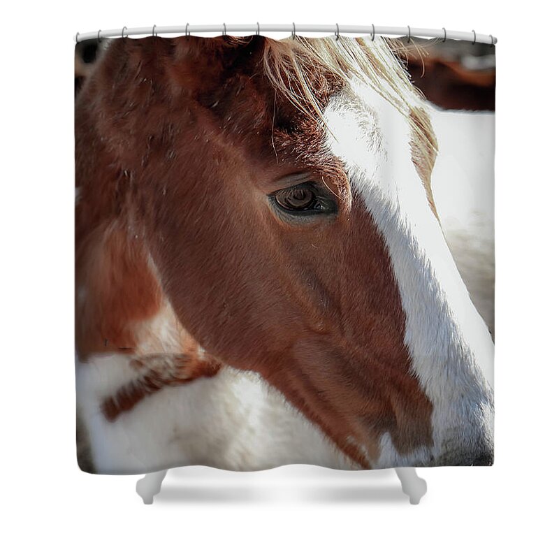 Horses Shower Curtain featuring the photograph Shelby Farms Horses by Veronica Batterson